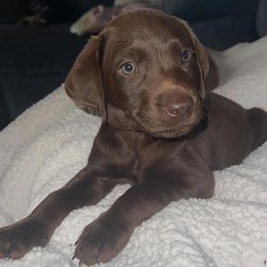 Meet your Posher, Lilly